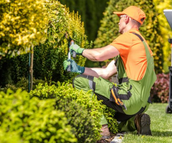 Make Your Outdoor Space More Inviting with These Essential Services