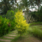 Simple Ways to Keep Backyard Trees Healthy All Year
