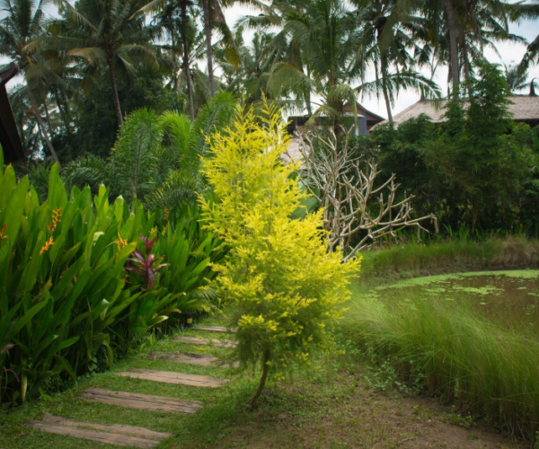 Simple Ways to Keep Backyard Trees Healthy All Year