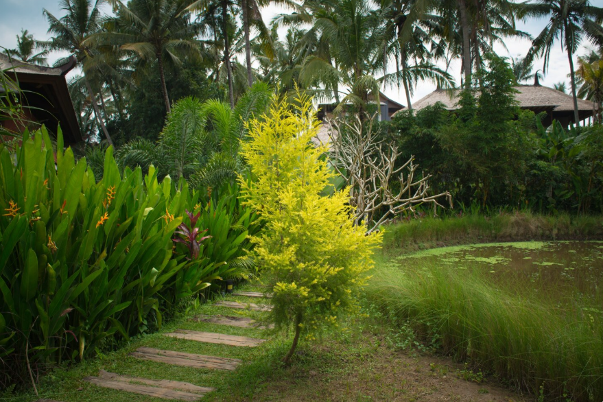 Simple Ways to Keep Backyard Trees Healthy All Year